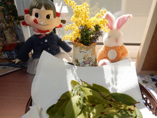 ’17,3,3(金)お雛祭りだけど外仕事!_f0060461_12590563.jpg