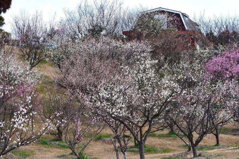 石ヶ谷梅林公園にて_a0341170_16425869.jpg