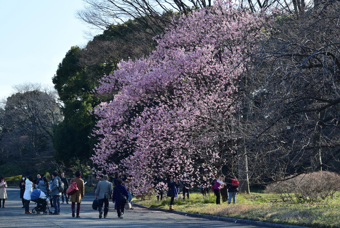 久しぶりに皇居東御苑_a0127090_2216128.jpg