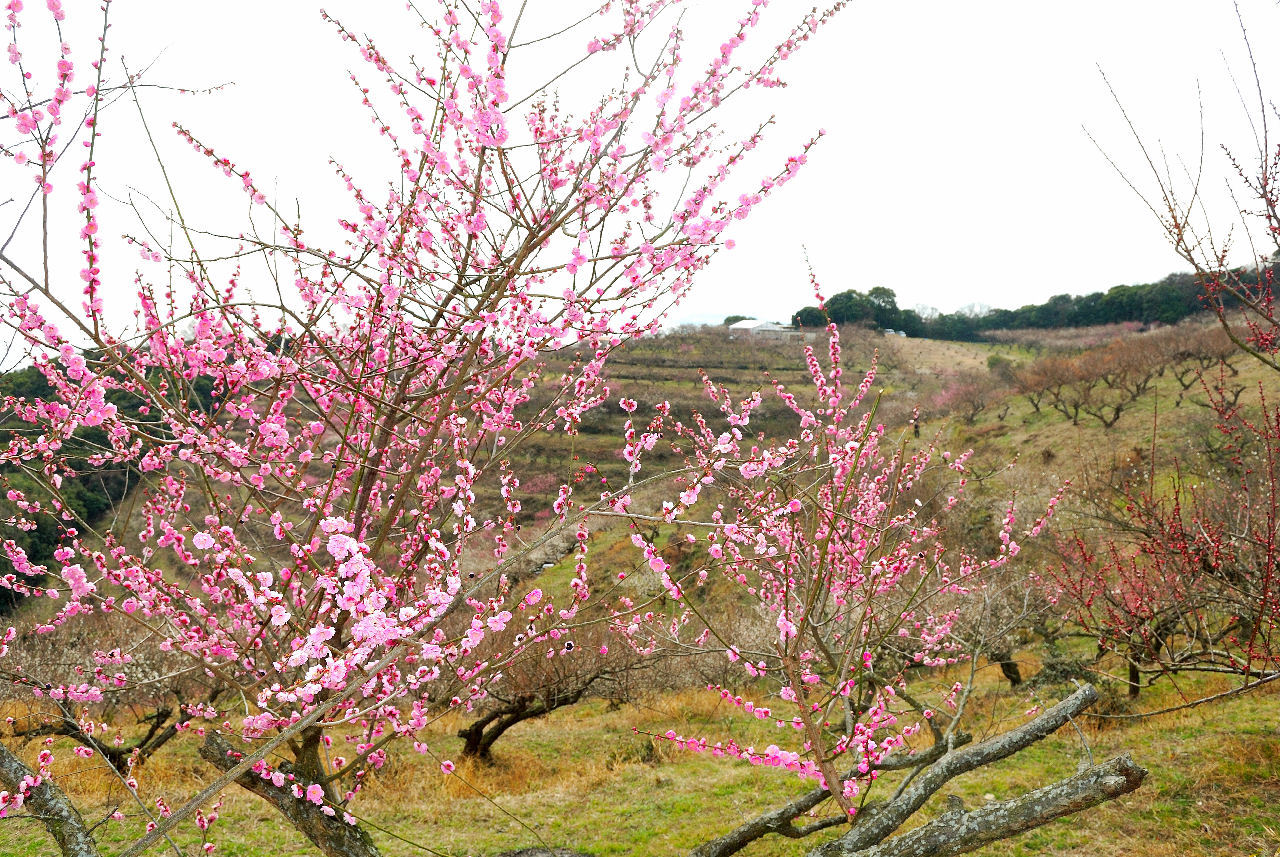 綾部山梅林公園_c0350290_01234334.jpg