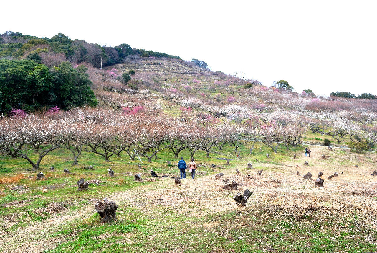 綾部山梅林公園_c0350290_01235937.jpg