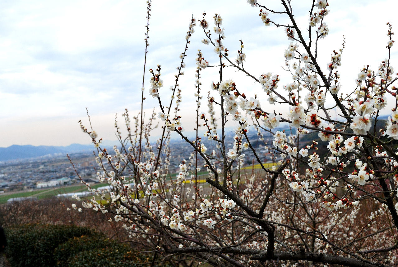 綾部山梅林公園_c0350290_01272966.jpg