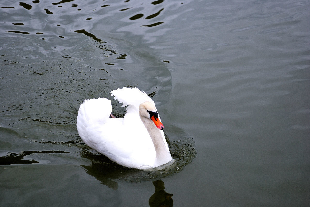 綾部山梅林公園_c0350290_01274489.jpg