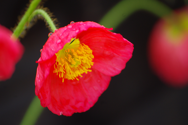 滋賀県の花_e0376691_22033639.jpg