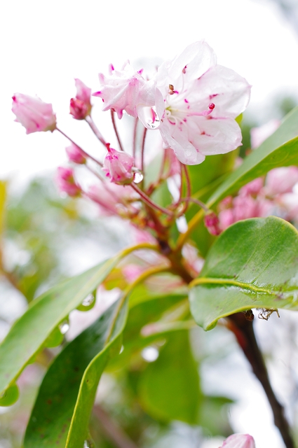 滋賀県の花_e0376691_22033761.jpg