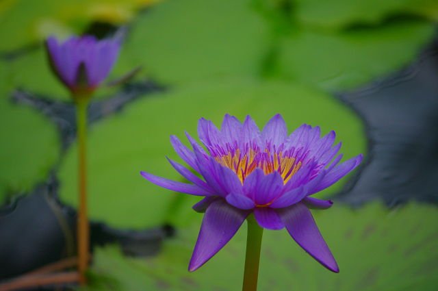 滋賀県の花_e0376691_22033807.jpg