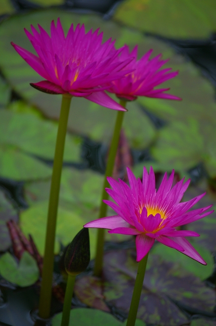 滋賀県の花_e0376691_22033908.jpg