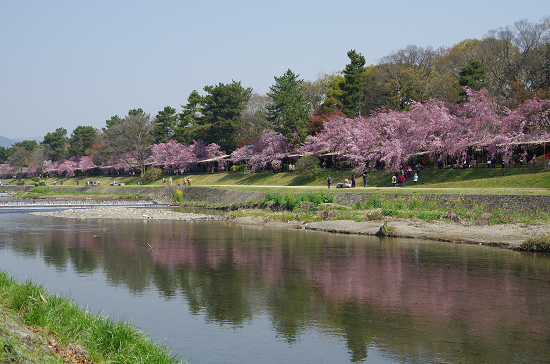 半木の道と又兵衛桜　　4/8　(火)_e0376691_22164614.jpg