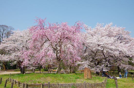 半木の道と又兵衛桜　　4/8　(火)_e0376691_22164767.jpg