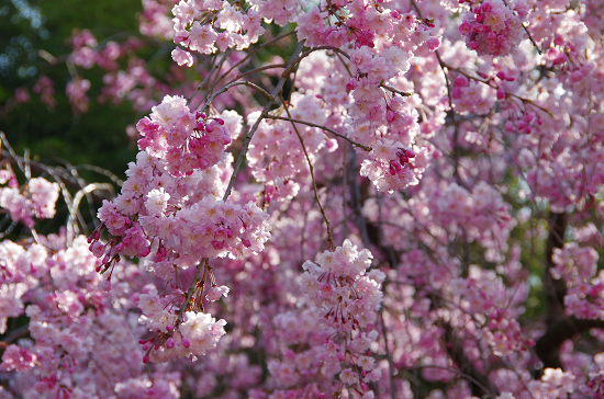 半木の道と又兵衛桜　　4/8　(火)_e0376691_22164788.jpg