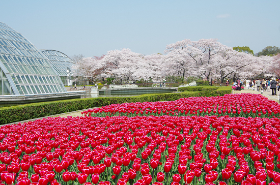 半木の道と又兵衛桜　　4/8　(火)_e0376691_22164810.jpg