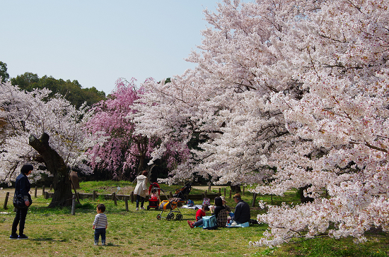 半木の道と又兵衛桜　　4/8　(火)_e0376691_22164854.jpg