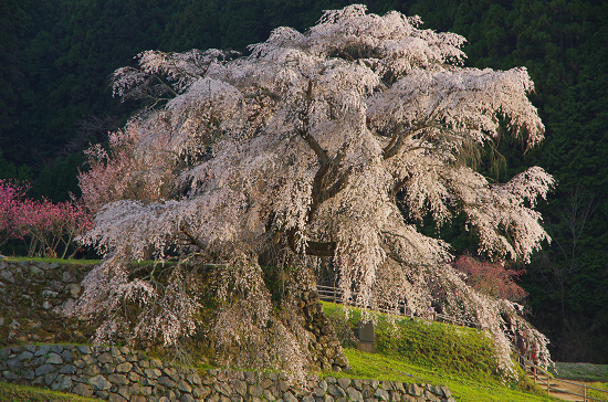 半木の道と又兵衛桜　　4/8　(火)_e0376691_22164994.jpg