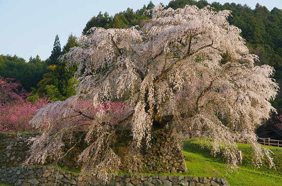 半木の道と又兵衛桜　　4/8　(火)_e0376691_22165060.jpg