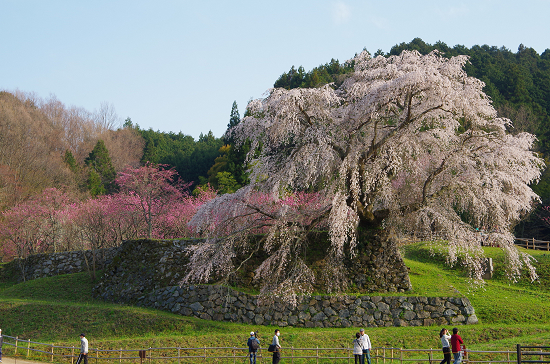 半木の道と又兵衛桜　　4/8　(火)_e0376691_22165173.jpg