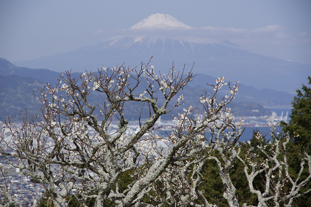 静岡はもう春だった_e0376691_22203670.jpg