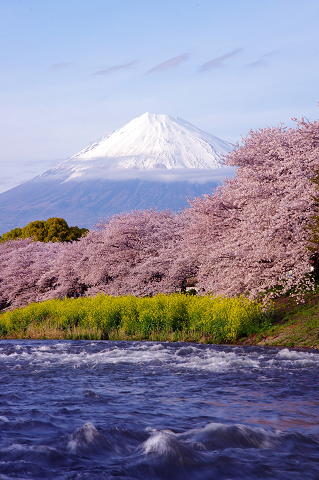 富士山麓の春_e0376691_22291200.jpg