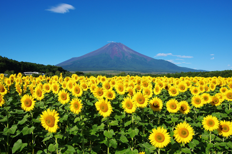 お盆の富士山_e0376691_22300157.jpg