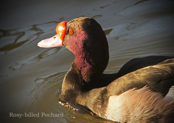 ベニバシガモ：Rosy-billed Pochard_b0249597_05424077.jpg