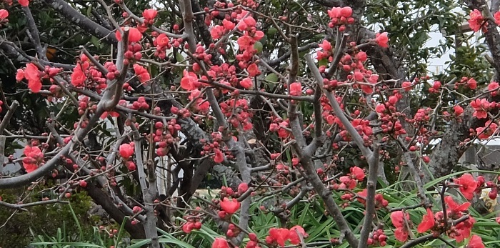 c0119197_10271458.jpg