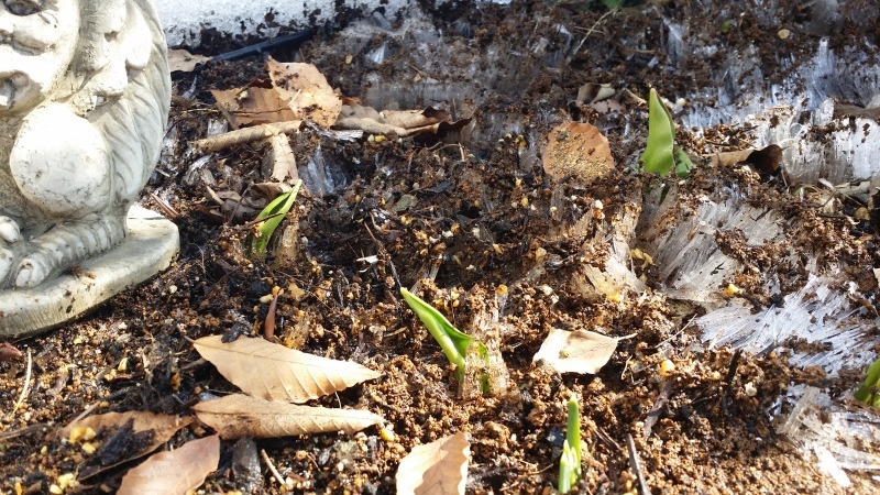 c0320302_17120115.jpg
