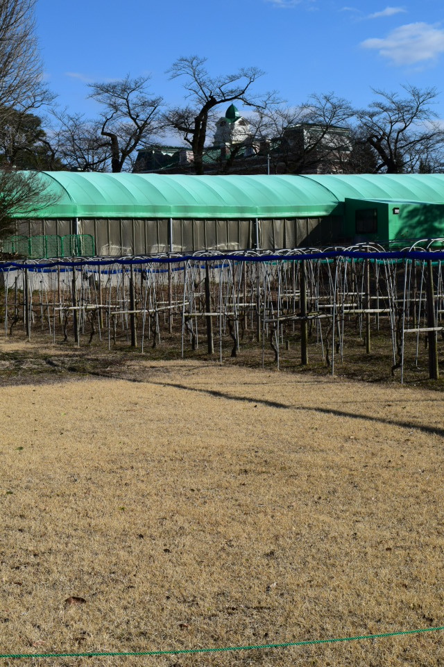 茨城県牛久市のシャトーカミヤ(明治モダン建築探訪)_f0142606_03312885.jpg