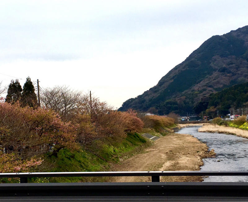 河津桜..._a0353211_16254493.jpg