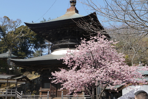 河津桜が満開の雨引観音。_b0116313_2314469.jpg