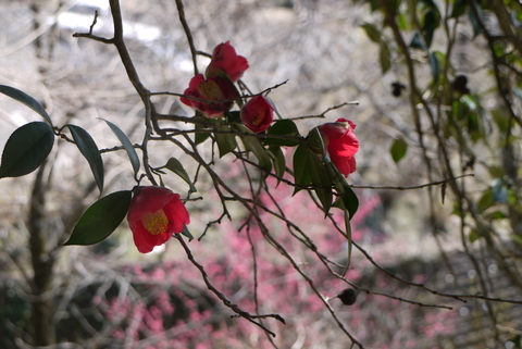 河津桜が満開の雨引観音。_b0116313_23183263.jpg