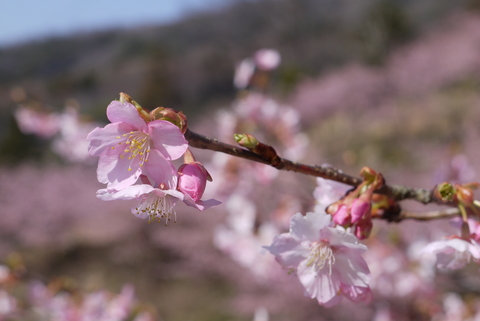 河津桜が満開の雨引観音。_b0116313_23195748.jpg