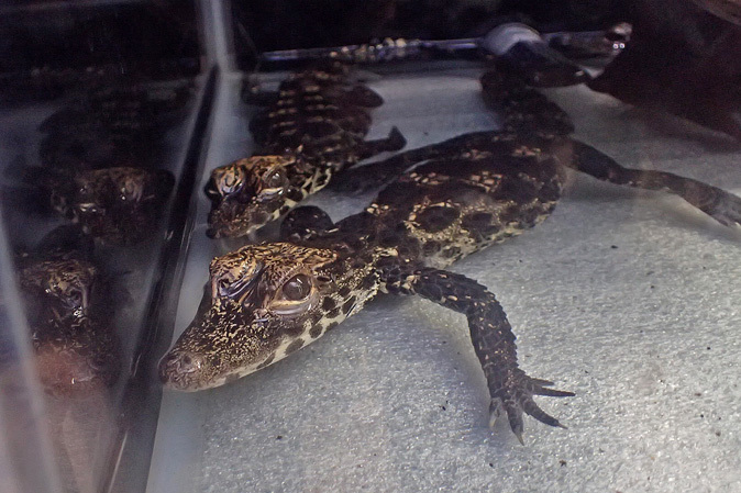 上野動物園 両生爬虫類館 ワニっ仔登場 続々 動物園ありマス