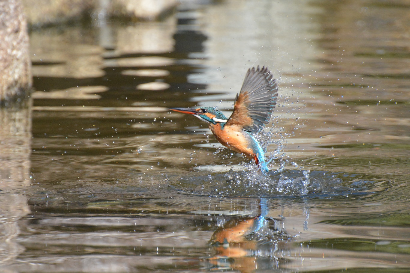 カワセミ水上がりに執着_b0070020_23200786.jpg