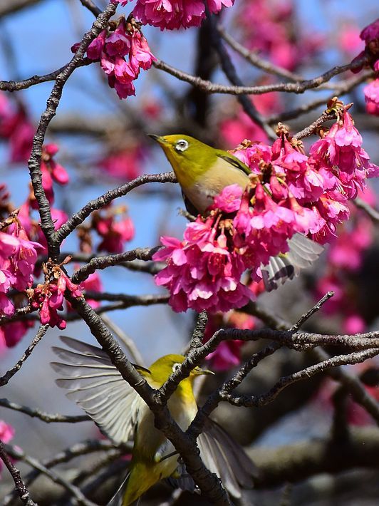 寒緋桜が満開に！となれば、メジロの出番だ♪_a0031821_17003454.jpg