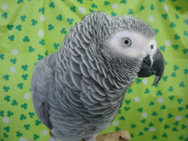 170304 ウサギ・インコ・ハムスター_f0189122_173411100.jpg
