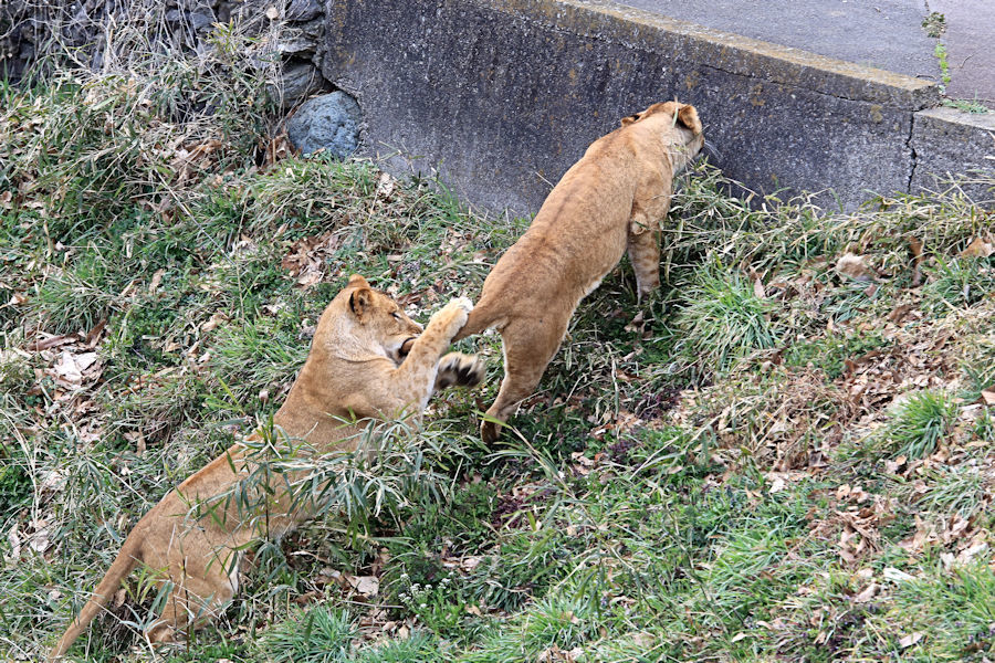 遊ぶ「イチゴ」と「ニイナ」_f0224624_11183393.jpg