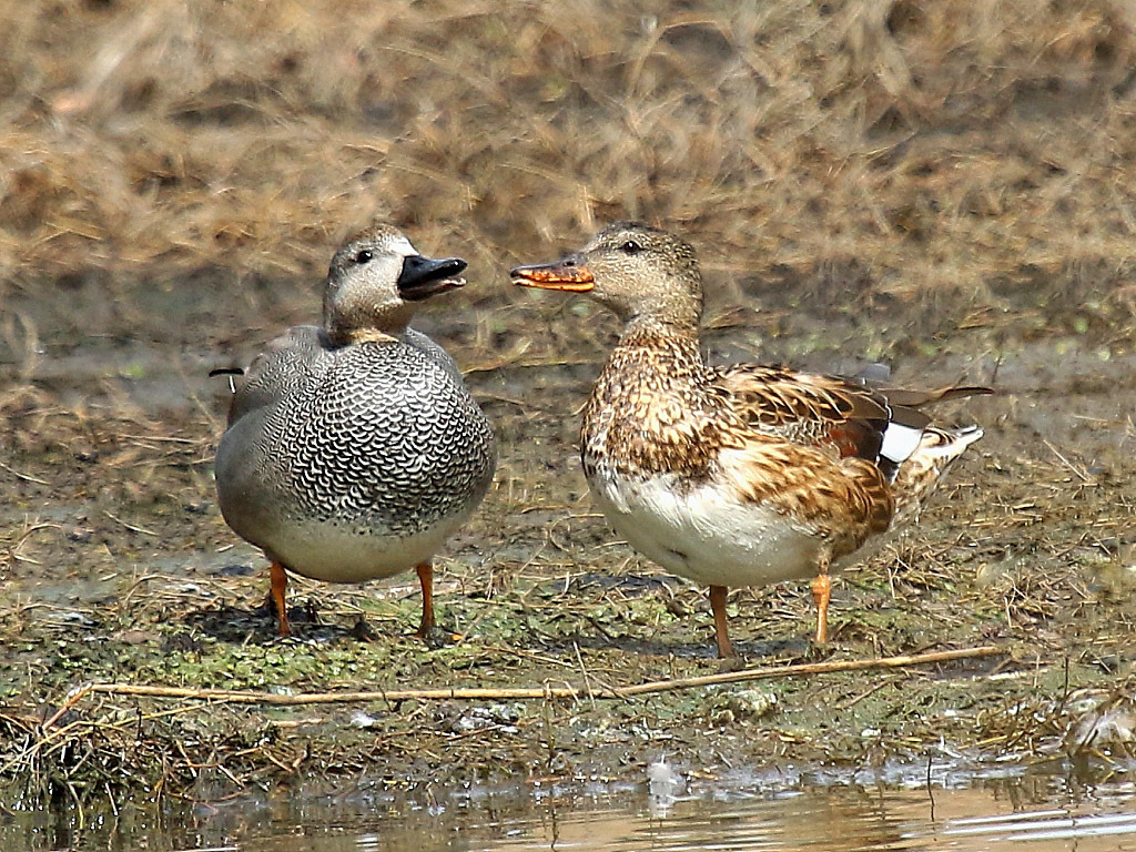 今日の鳥見_f0368325_22392439.jpg