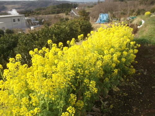 冬野菜は、菜園を卒業.._b0137932_16171605.jpg
