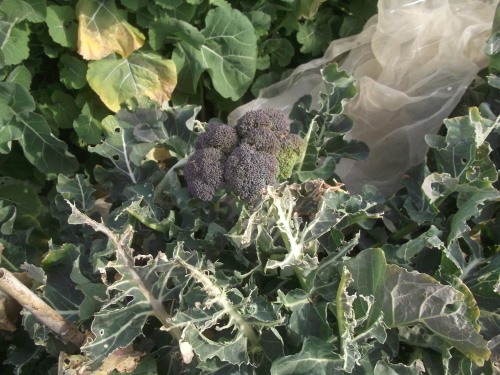 冬野菜は、菜園を卒業.._b0137932_16195667.jpg