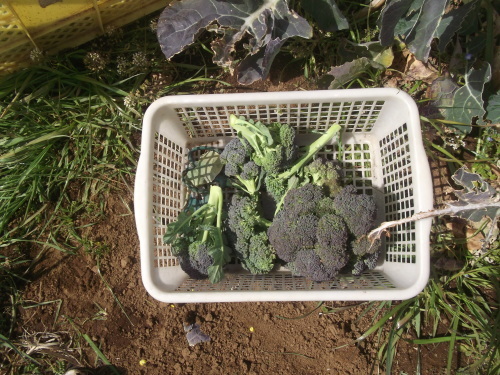冬野菜は、菜園を卒業.._b0137932_16203234.jpg
