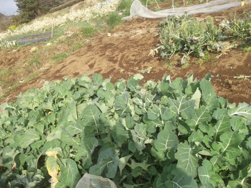 冬野菜は、菜園を卒業.._b0137932_16212174.jpg