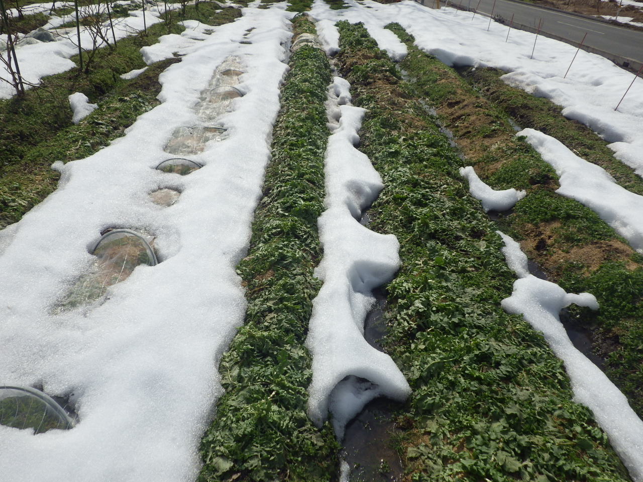 雪の上から玉ねぎに追肥しました チドルばぁばの家庭菜園日誌パート２