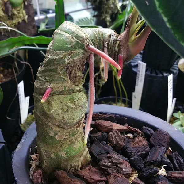 南米のリュウビンタイやベゴニア、アンスリウムなどなど入荷～ : ビー