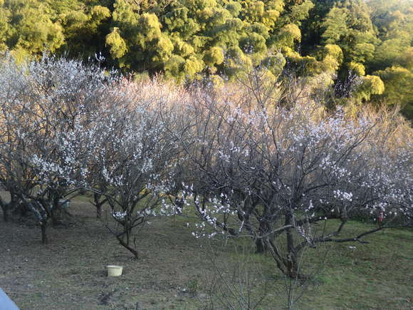 a0054240_2374894.jpg
