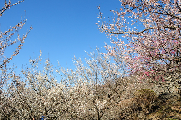 筑波山梅まつり♪_c0147241_18373731.jpg