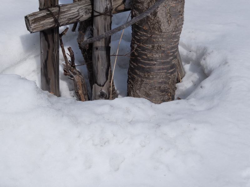 雪、解け始める_f0119643_15332845.jpg