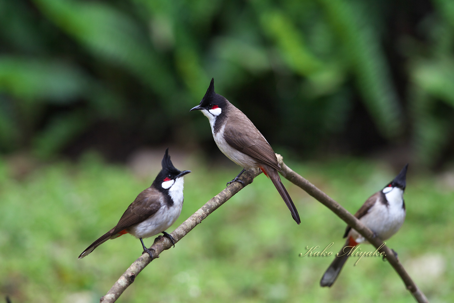 コウラウン Red Whiskered Bulbul ぼちぼち と 野鳥大好き O