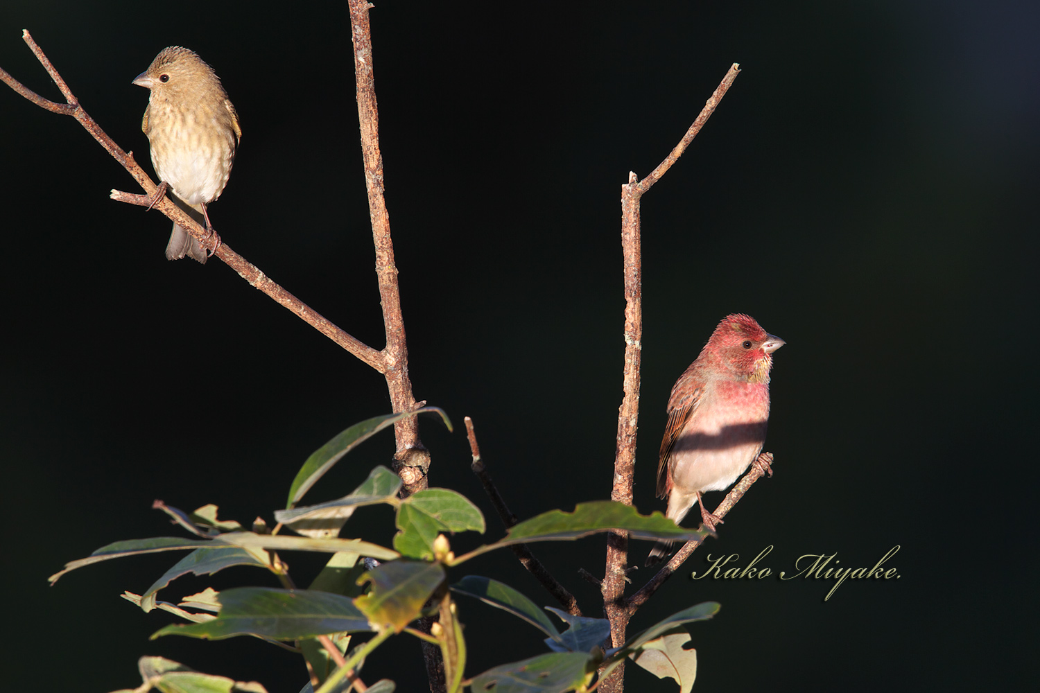 アカマシコ Common Rosefinch ぼちぼち と 野鳥大好き O アカマシコ Common Rosefinch ぼちぼち と 野鳥大好き O