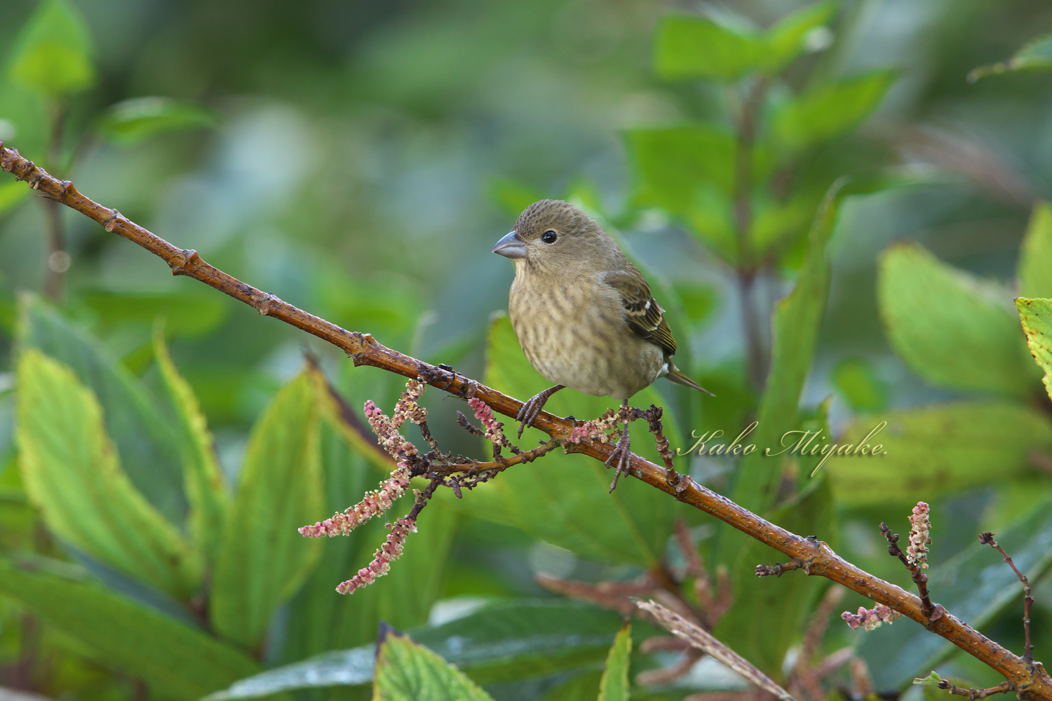 アカマシコ Common Rosefinch ぼちぼち と 野鳥大好き O アカマシコ Common Rosefinch ぼちぼち と 野鳥大好き O