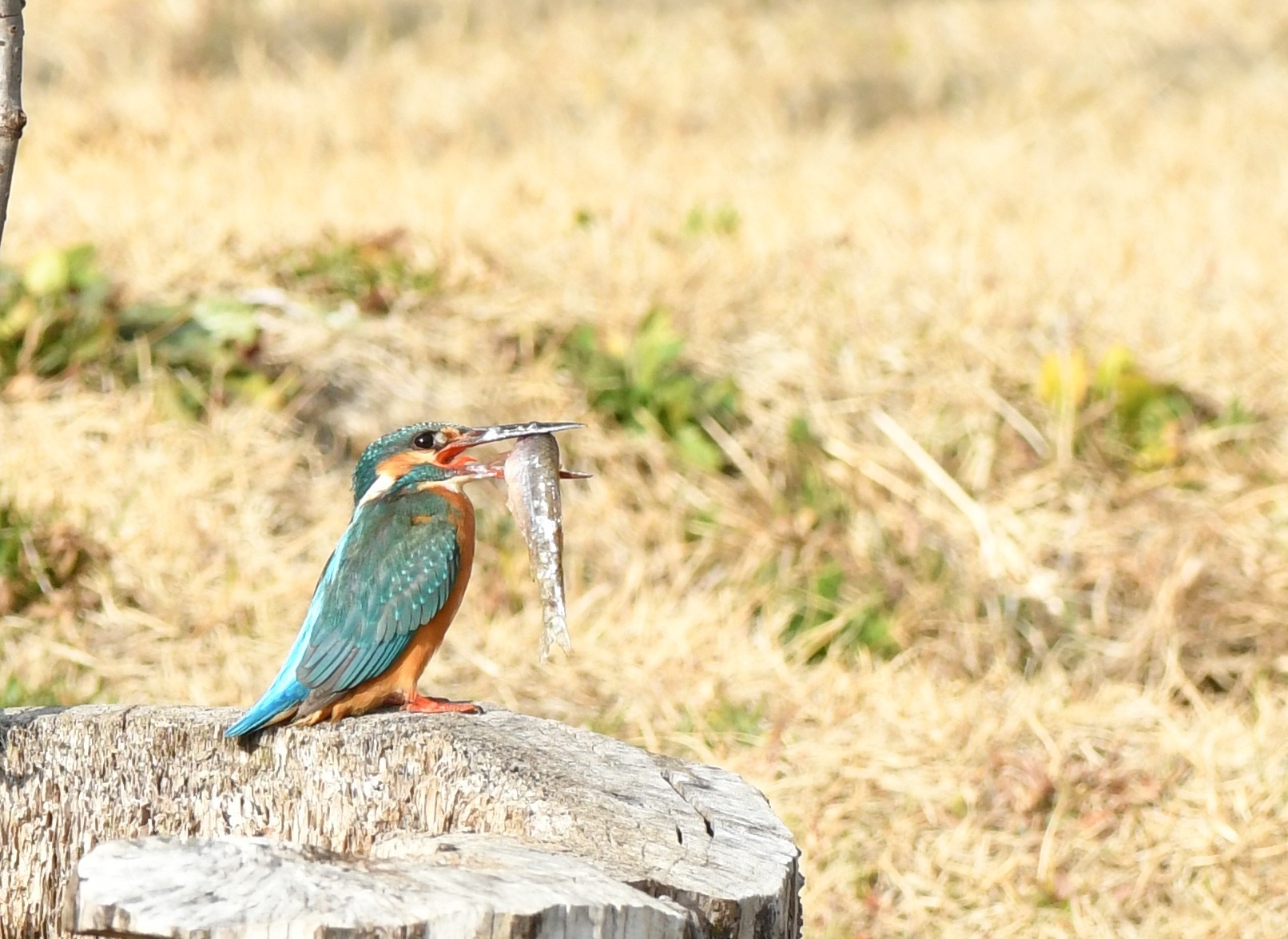 死闘完食まで41分間_c0205858_15593191.jpg