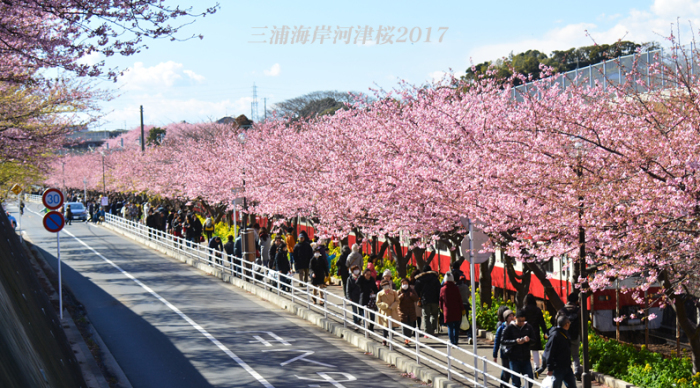 桜ラッピング自販機_d0251161_16124412.jpg